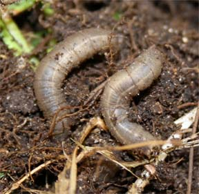 Cranefly Larvae
