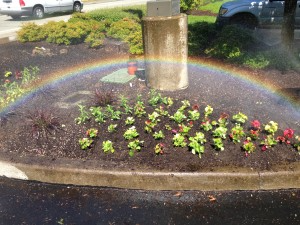Planting rainbows