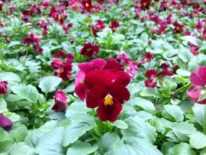 Pansy