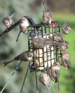 Wild Birds