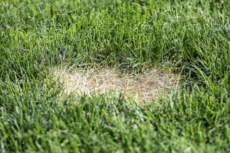Dead Grass Spot Lawn