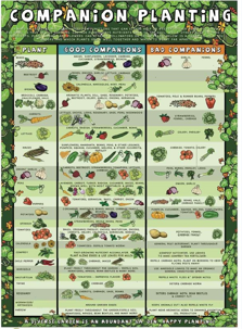 Plantation chart