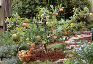 An apple tree