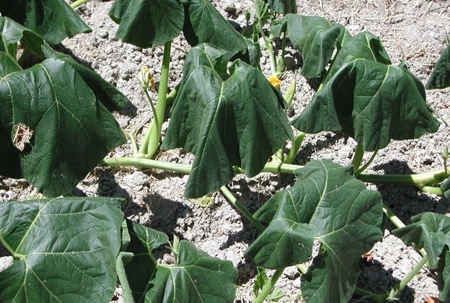 pumpkin leaves