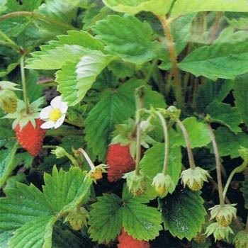 strawberry