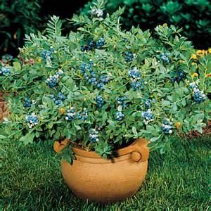 Blueberry
